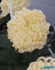 chryzantema Vienna Cream_fot. A Cecot
