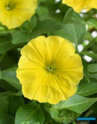 Petunia ×hybrida Capella Hello Yellow-fot. Danziger