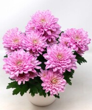 chryzantema Samui_fot_Brandkamp