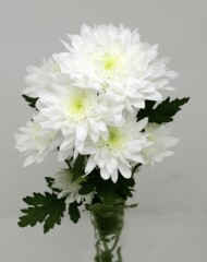 chryzantema Sapporo_Brandkamp