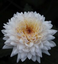 chryzantema Yeti_Brandkamp