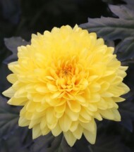 chryzantema Yeti Yellow_Brandkamp