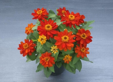 Zinnia Belize Double Scarlet, fot. Fleuroselect