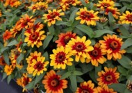 zinnia-Profusion-Red-Yellow-Bicolor, fot. Fleuroselect