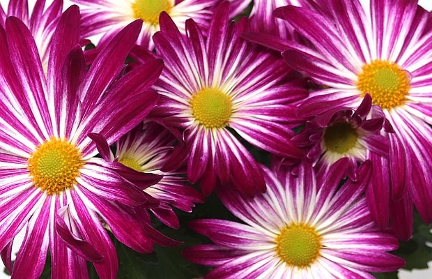 chryzantema_Capri PF_Brandkamp