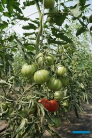 Pomidory w tunelowej uprawie ekologicznej