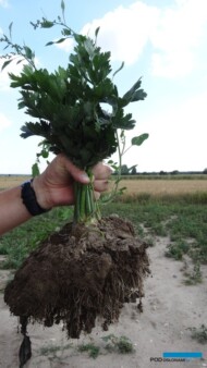 Na długo przez zbiorami selery w uprawie ekologicznej miały bardzo dobrze rozbudowany system korzeniowy i tworzyły doże zgrubienia korzeniowe