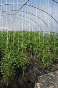 Pomidory w uprawie ekologicznej w tunelach