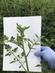 Przebarwione i skędzierzawione liście pomidora zaatakowanego przez wirus ToBRFV