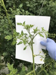 Przebarwione i skędzierzawione liście pomidora zaatakowanego przez wirus ToBRFV