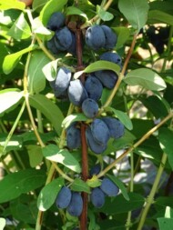 ‘Boreal Beauty’ to jedna z nielicznych odmian przydatnych do handlu z sieciami, jagoda kamczacka