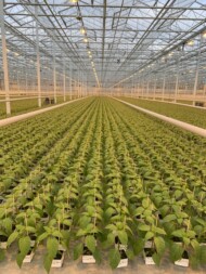 Rozsada papryki do uprawy bazglebowej