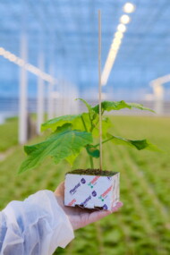 Rozsada ogórka szklarniowego