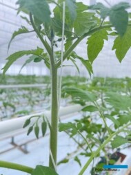 Rośliny mają już wyraźnie wykształcone pąki w dwóch gronach (8 stycznia 2021)