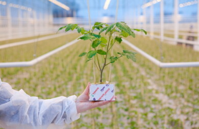 Szczepiona, dwupędowa rozsada pomidora