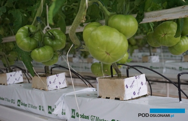 Pierwsze grona pomidora malinowego w uprawie doswietlanej