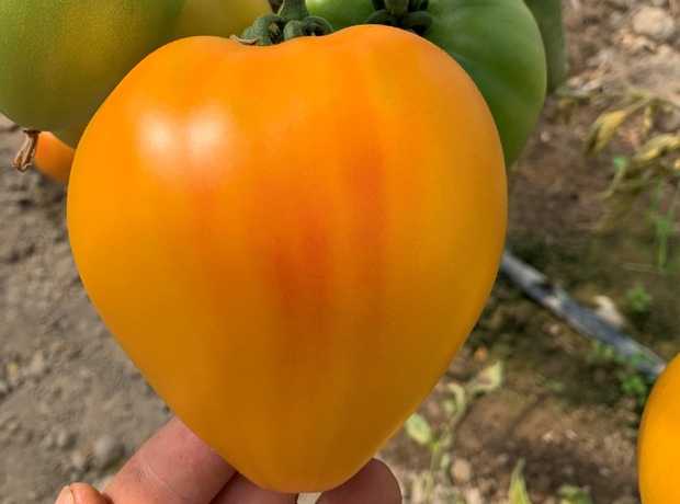 Pomidor Gourmansun