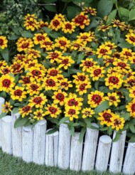 zinnia-Profusion-Red-Yellow-Bicolor, fot. Fleuroselect