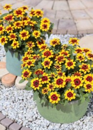 zinnia-Profusion-Red-Yellow-Bicolor, fot. Fleuroselect