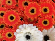 Gerbery_gielda Bronisze_fot. A-Kaszewiak