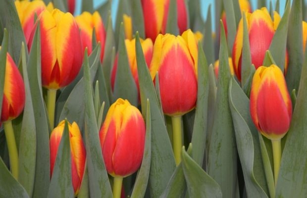 Tulipan ‘Ready’ - odmiana z grupy Triumph, wyhodowana pod marką Remarkable Tulips w firmie Hobaho by Dümmen Orange, fot. Dümmen Orange