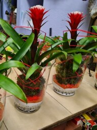 Guzmania_Floristica