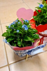 Niezapominajka na walentynki__Floristica