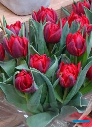 tulipany_Red-Princess