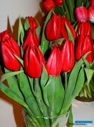 Tulipan 'Strong Love' - dobry kolor i świetna nazwa odmiany w odniesieniu do Dnia Zakochanych