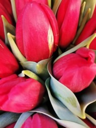 Tulipany krajowej produkcji z rynku hurtowego w Broniszach