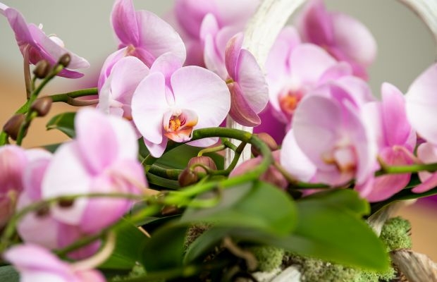 phalaenopsis Ter Laak Orchids Arrangement - fotograaf NICO ALSEMGEEST