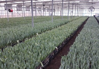 Plantacja pędzonych tulipanów w gospodarstwie Królik w Chrzypsku Wielkim 4 lutego 2021 r., fot. D. Sochacki 