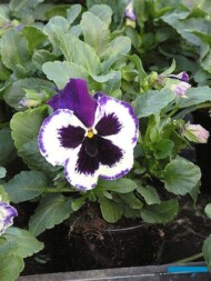 Bratek Violet-and-White-fot. A-Cecot