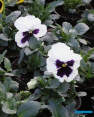 Bratek White with Blotch-fot. A-Cecot