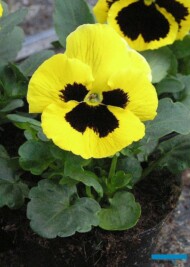 Bratek Delta Yellow with Blotch-fot. A-Cecot