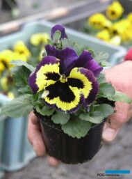 Bratek Delta Yellow With Purple Wing_fot.-A-Cecot