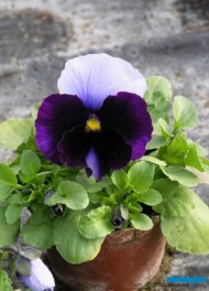 Bratek Delta Beaconsfield_fot.-A-Cecot