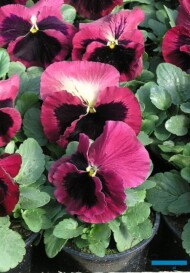 bratki Delta Rose with Blotch, fot. A. Cecot