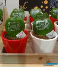 Hoya kerrii - kolejny pomysł na walentynkowy prezent