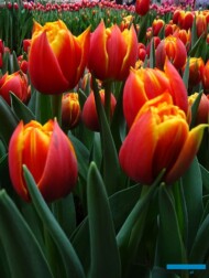 tulipan_Crossfire_m_fot. A-Cecot