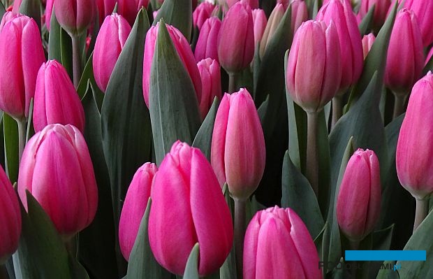 Tulipan_Milkshake_fot. A-cecot