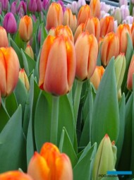 tulipan_Triple A__fot. A-Cecot