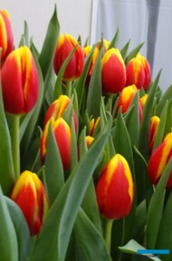 Tulipan_Ready_fot A-Cecot