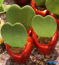 Hoya kerrii - liście tej rośliny pnącej wpisują się w walentynkowy asortyment