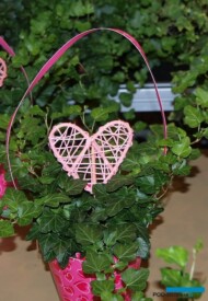 Bluszcz Hedera helix_na walentynki_fot. A-Cecot