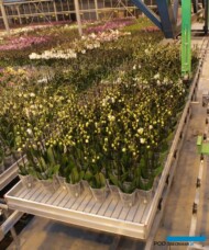 Storczyki falenopsis_Ter Laak Orchids 2011_fot. A-Cecot