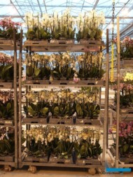 Storczyki falenopsis_Ter Laak Orchids 2011_fot. A-Cecot