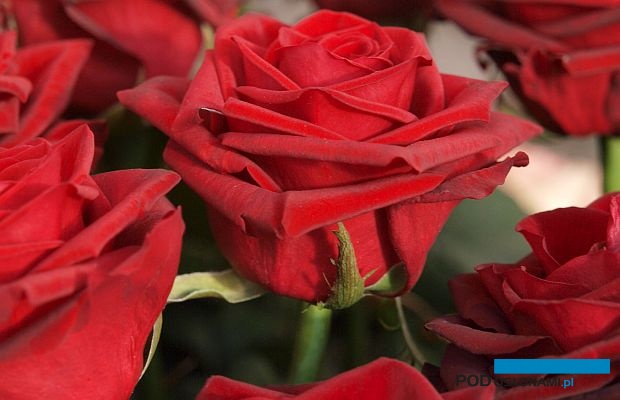 Roza Belcanto_fot. A. Cecot