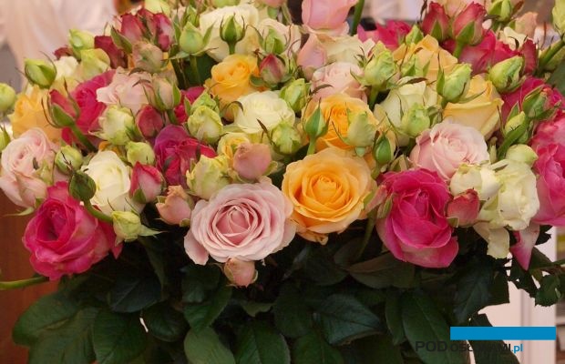 Roze Avalanche-galazkowo_AC