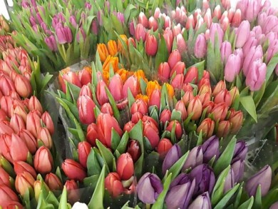 Tulipany w chłodni gospodarstwa Królik, przygotowane do sprzedaży (4 lutego), fot. D. Sochacki 